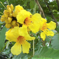 Markhamia Lutea 20/100/500 Seeds, Nile Tulip Trumpet or Siala Shrub or Small Tree