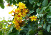 Markhamia Lutea 20/100/500 Seeds, Nile Tulip Trumpet or Siala Shrub or Small Tree