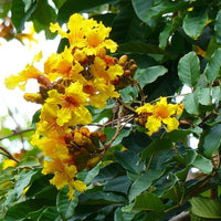 Markhamia Lutea 20/100/500 Seeds, Nile Tulip Trumpet or Siala Shrub or Small Tree