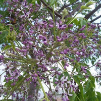 Melia Azedarach Tree 10/25/50/100 Seeds Persian LILAC Fragrant Garden