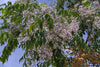 Melia Azedarach Tree 10/25/50/100 Seeds Persian LILAC Fragrant Garden