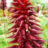 Melianthus Major Shrub 5 Seeds, Exotic Fragrant Giant Honey Bush