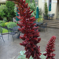 Melianthus Major Shrub 5 Seeds, Exotic Fragrant Giant Honey Bush