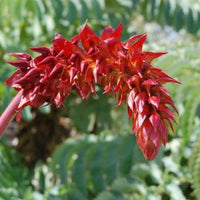 Melianthus Major Shrub 5 Seeds, Exotic Fragrant Giant Honey Bush