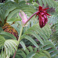 Melianthus Major Shrub 5 Seeds, Exotic Fragrant Giant Honey Bush