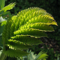 Melianthus Major Shrub 5 Seeds, Exotic Fragrant Giant Honey Bush