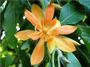 Michelia Champaca Magnolia Tree Shrub 10/100/500 Seeds, Fragrant Perfume JOY