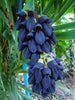 Mucuna Nigricans Seed, Rare Asian Black Jade Vine, Ornamental Sea Bean