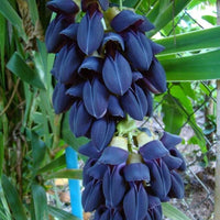 Mucuna Nigricans Seed, Rare Asian Black Jade Vine, Ornamental Sea Bean