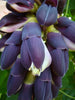 Mucuna Nigricans Seed, Rare Asian Black Jade Vine, Ornamental Sea Bean