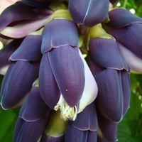 Mucuna Nigricans Seed, Rare Asian Black Jade Vine, Ornamental Sea Bean