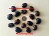 Mucuna Nigricans Seed, Rare Asian Black Jade Vine, Ornamental Sea Bean