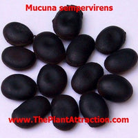 Mucuna Sempervirens Rare Vine Seed, Ornamental Creeper Sea Bean Tropical Climber