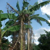 Musa Itinerans 10 Seeds, Burmese Blue Yunnan Banana India Tree Cold Hardy