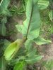 Musa Itinerans 10 Seeds, Burmese Blue Yunnan Banana India Tree Cold Hardy