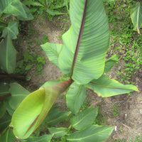 Musa Itinerans 10 Seeds, Burmese Blue Yunnan Banana India Tree Cold Hardy