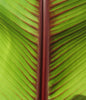 Musa Itinerans 10 Seeds, Burmese Blue Yunnan Banana India Tree Cold Hardy