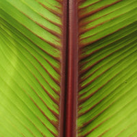 Musa Itinerans 10 Seeds, Burmese Blue Yunnan Banana India Tree Cold Hardy