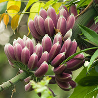 Musa Itinerans 10 Seeds, Burmese Blue Yunnan Banana India Tree Cold Hardy