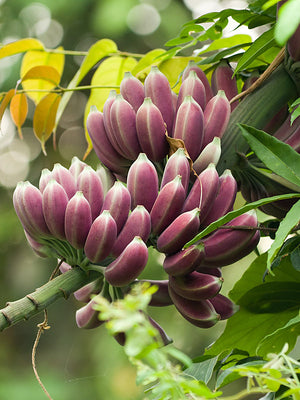 Musa Itinerans 10 Seeds, Burmese Blue Yunnan Banana India Tree Cold Hardy