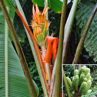 Musa Aurantiaca Var. Jengingensis 5 Seeds, Rare Dwarf Ornamental Banana