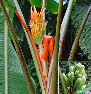 Musa Aurantiaca Var. Jengingensis 5 Seeds, Rare Dwarf Ornamental Banana