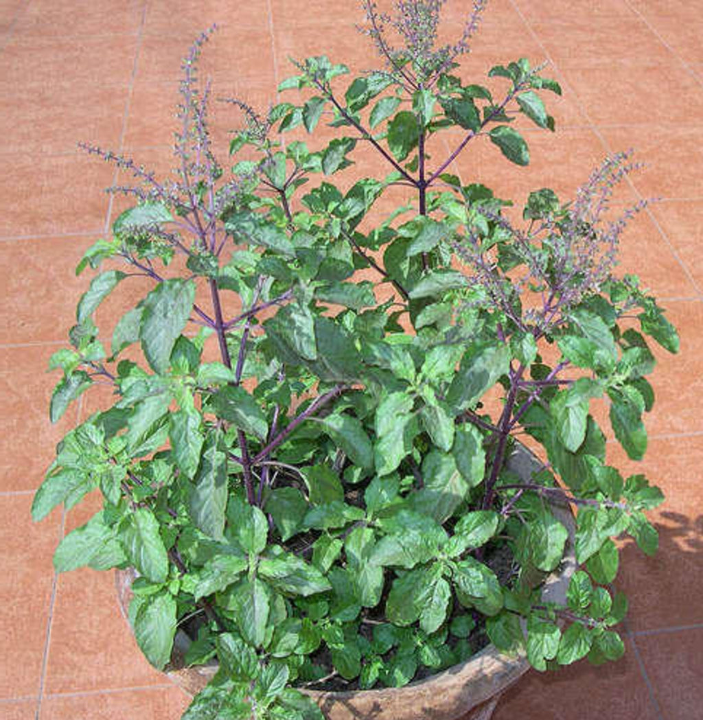 Ocimum Sanctum 250+ Seeds, Tulsi Holy Basil Culinary Therapeutic Herb