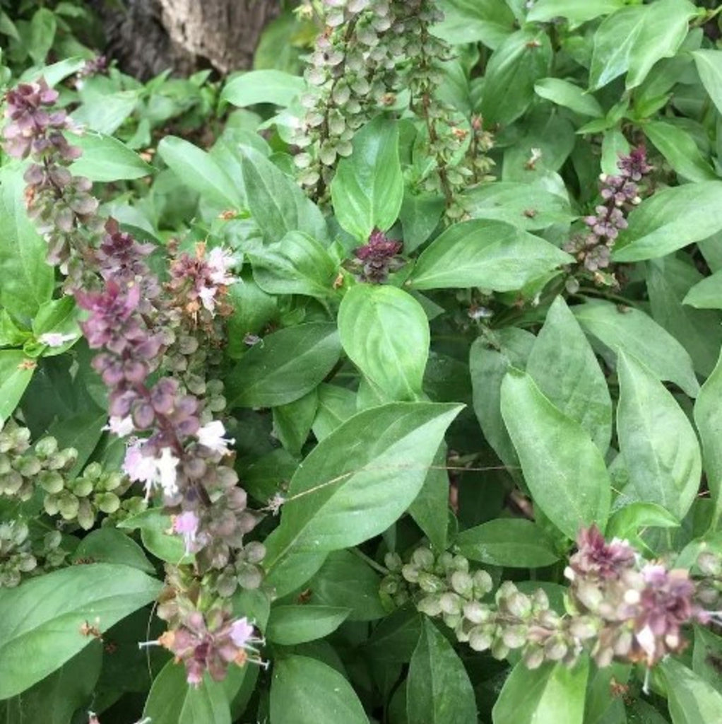 Ocimum Sanctum Seeds