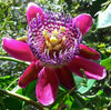 Passiflora Quadrangularis 10 Seeds, Giant Granadilla Passion Fruit Vine Climber