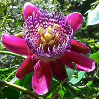Passiflora Quadrangularis 10 Seeds, Giant Granadilla Passion Fruit Vine Climber