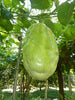 Passiflora Quadrangularis 10 Seeds, Giant Granadilla Passion Fruit Vine Climber