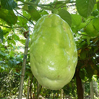 Passiflora Quadrangularis 10 Seeds, Giant Granadilla Passion Fruit Vine Climber