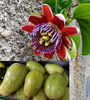 Passiflora Quadrangularis 10 Seeds, Giant Granadilla Passion Fruit Vine Climber