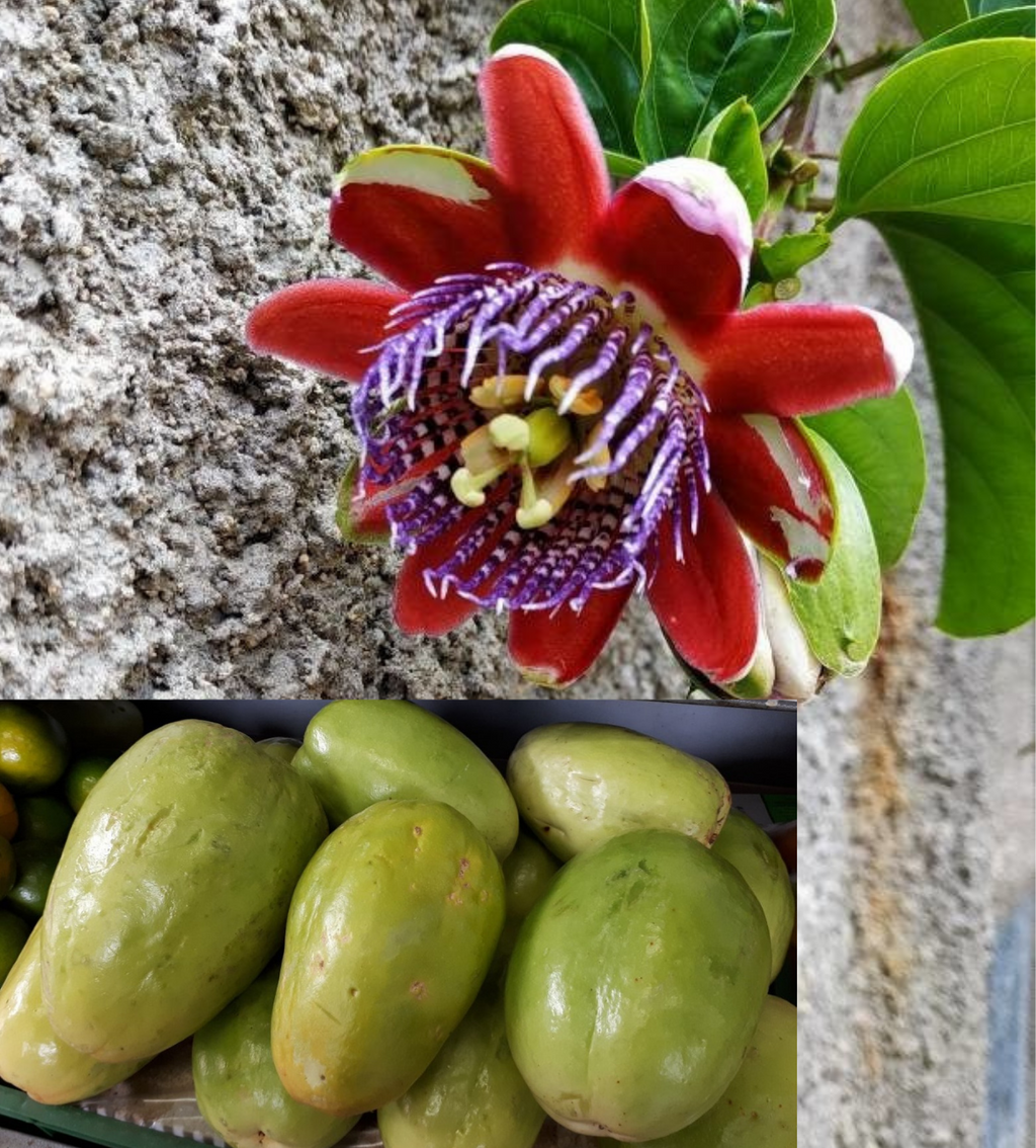 planting granadilla seeds Passiflora Quadrangularis 10 Seeds, Giant Granadilla Passion Fruit Vin