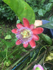 Passiflora Quadrangularis 10 Seeds, Giant Granadilla Passion Fruit Vine Climber