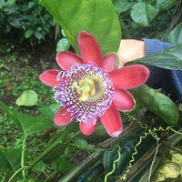 Passiflora Quadrangularis 10 Seeds, Giant Granadilla Passion Fruit Vine Climber