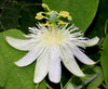 Passiflora Subpeltata Vine 10 Seeds, White Passion Flower Fruit Granadina