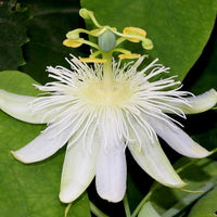 Passiflora Subpeltata Vine 10 Seeds, White Passion Flower Fruit Granadina