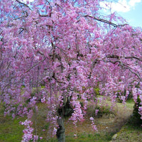 Prunus Cerasoides Puddum  Seeds, Wild Himalayan Cherry Fruit Tree, Bonsai