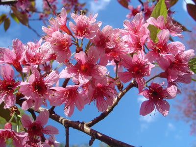Prunus Cerasoides Puddum Seeds, Wild Himalayan Cherry Fruit Tree, Bonsai