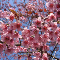Prunus Cerasoides Puddum Seeds, Wild Himalayan Cherry Fruit Tree, Bonsai