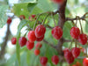 Prunus Cerasoides Puddum  Seeds, Wild Himalayan Cherry Fruit Tree, Bonsai