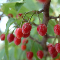 Prunus Cerasoides Puddum  Seeds, Wild Himalayan Cherry Fruit Tree, Bonsai