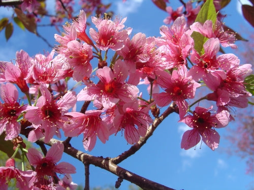 cherry bonsai tree seeds Prunus Cerasoides Puddum 20/50 Seeds, Wild Himalayan Cherry Fruit Tree