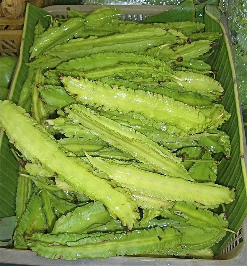 Psophocarpus Tetragonolobus 5 Seeds, Vegetable Winged Bean, Nitrogen Fixing Fodder