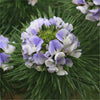 Psoralea Pinnata Shrub 8 Seeds, Cold Hardy Kool Aid Bush or Small Tree
