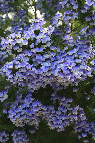 Psoralea Pinnata Shrub 8 Seeds, Cold Hardy Kool Aid Bush or Small