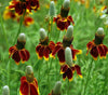 Ratibida Columnifera Seeds, Mexican Hat Perennial Prairie Coneflower