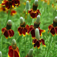 Ratibida Columnifera Seeds, Mexican Hat Perennial Prairie Coneflower
