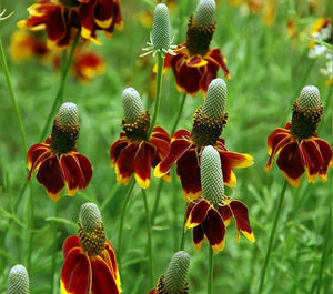 Ratibida Columnifera Seeds, Mexican Hat Perennial Prairie Coneflower